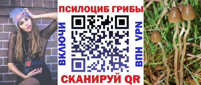 купить закладку  Саранск  Галлюциногенные грибы Psilocybe 